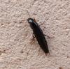 Quedius sp.